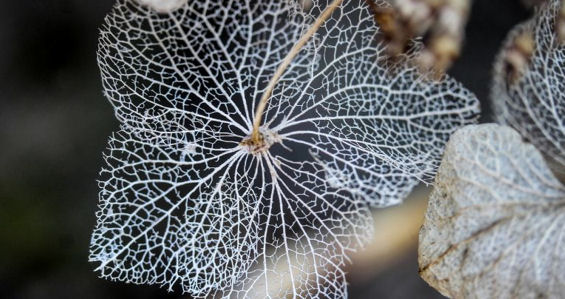 Spinnenweb bladeren