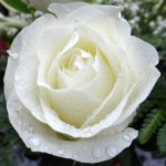 white rose, all the saints, all saints' day