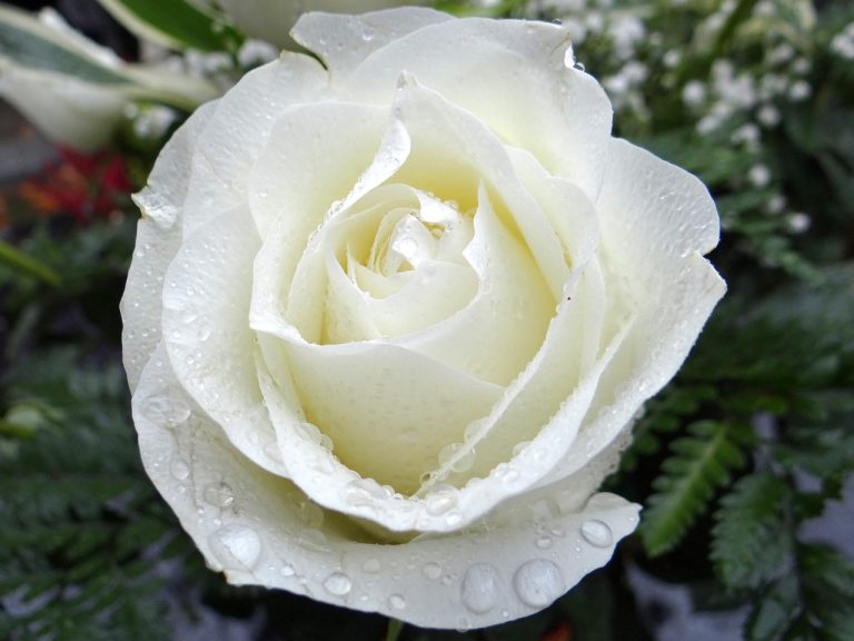 white rose, all the saints, all saints' day