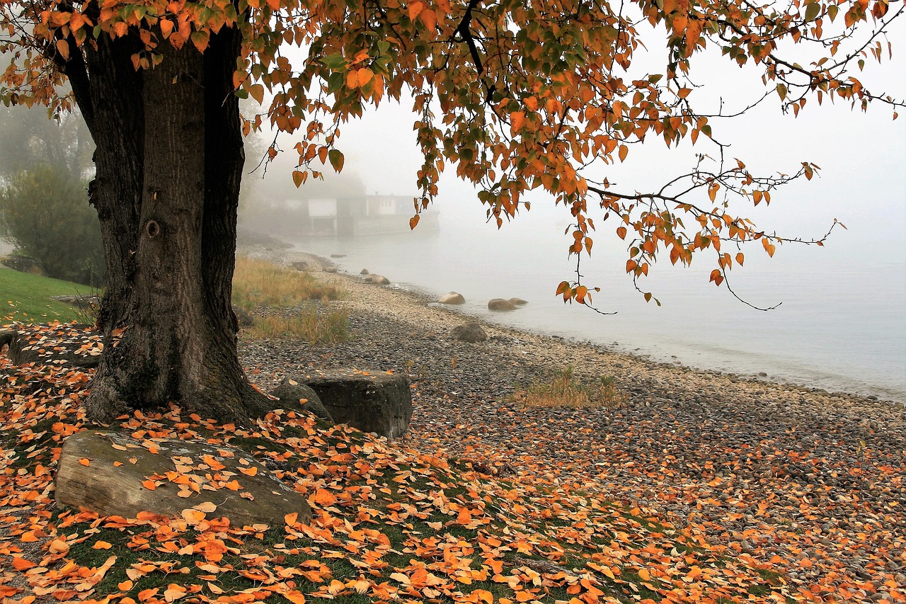 autumn, lake, tree