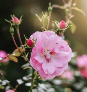 Roze roos in bloei